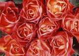 Photomural LOVE, roses