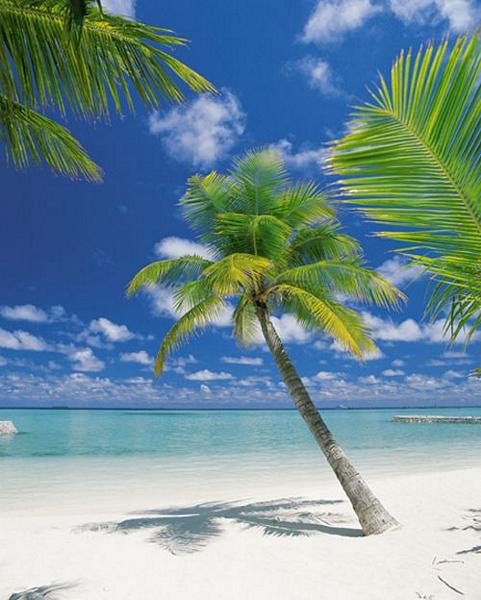 Karibik, blauer Himmel, weisser Strand - bei Klick zurck zur Motivbersicht