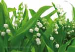 Lily of the Valley, duftige, weie Maiglckchen im Frhling als Fototapete