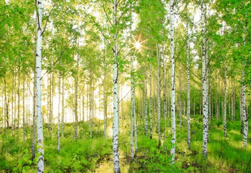 SUNDAY, Birkenwald im Sonnenschein - bei Klick zurck zur Motivbersicht