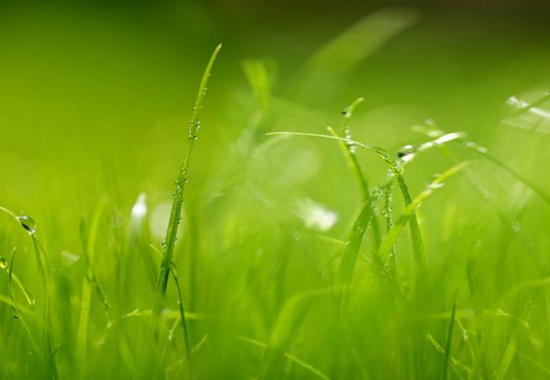 Green, Wiese im Morgentau - bei Klick zurck zur Motivbersicht