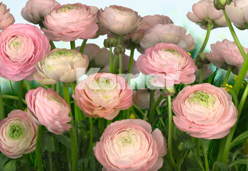Gentle Roses, rosa Ranunkeln - bei Klick zurck zur Motivbersicht