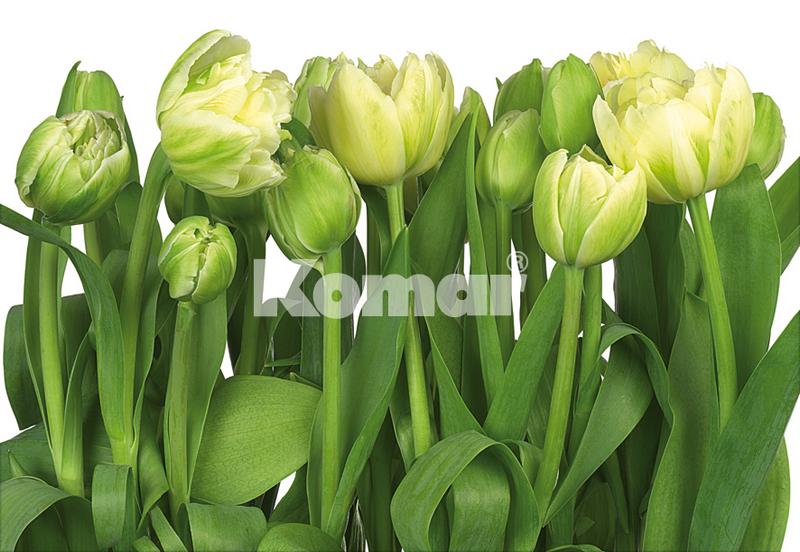 Tulips, weie Tulpen mit grn, erfrischende Fototapete