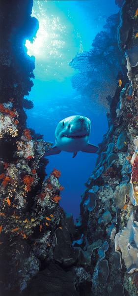 Hai, Gigant der Meere - bei Klick zurck zur Motivbersicht