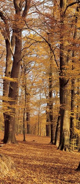 Herbstwald, herbstliche Impressionen - bei Klick zurck zur Motivbersicht