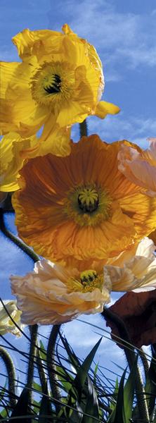 Kornblume, die Blume des Sommers - bei Klick zurck zur Motivbersicht