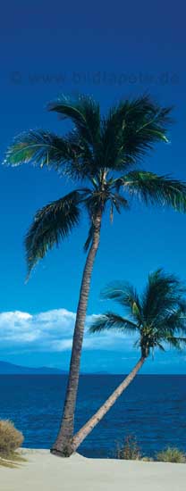 Palmen, Inseltraum - bei Klick zurck zur Motivbersicht