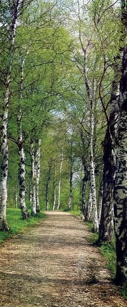 Waldweg, Birkenallee - bei Klick zurck zur Motivbersicht