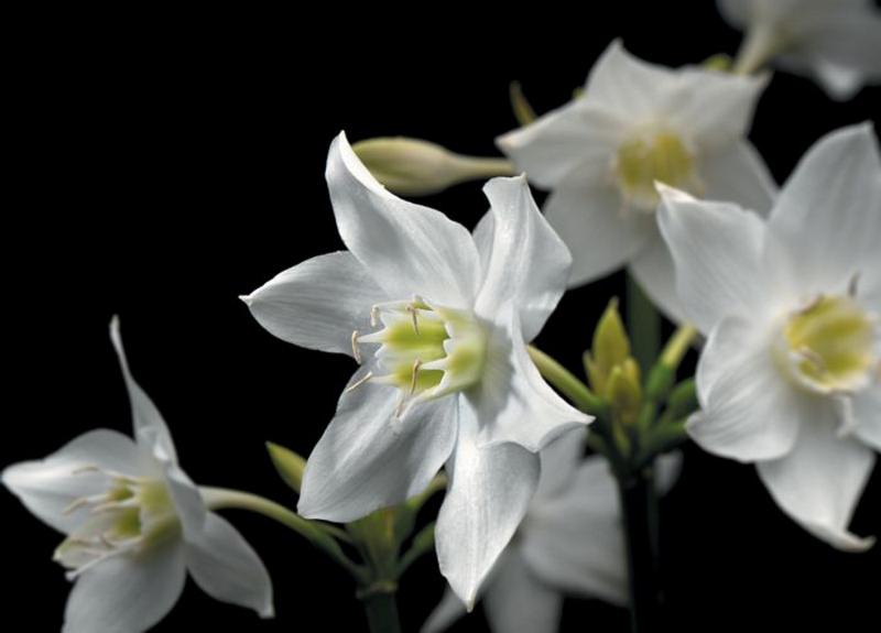 Blumentraum, weisse Blueten - bei Klick zurck zur Motivbersicht