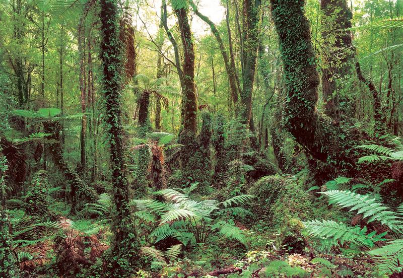 Tropenwald, gruener Farn - bei Klick zurck zur Motivbersicht