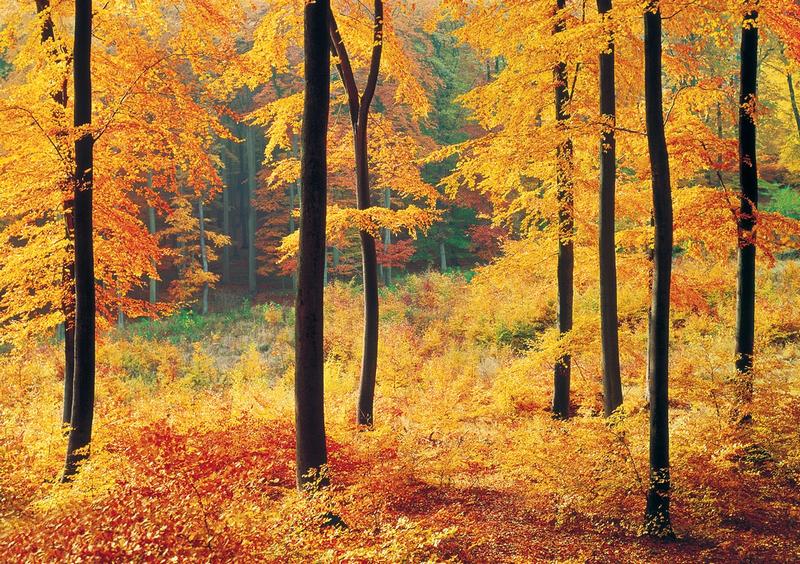 Waldlichtung, herbstliches Flair - bei Klick zurck zur Motivbersicht