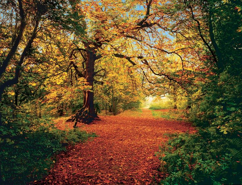 Herbstwald, die bunte Jahreszeit - bei Klick zurck zur Motivbersicht