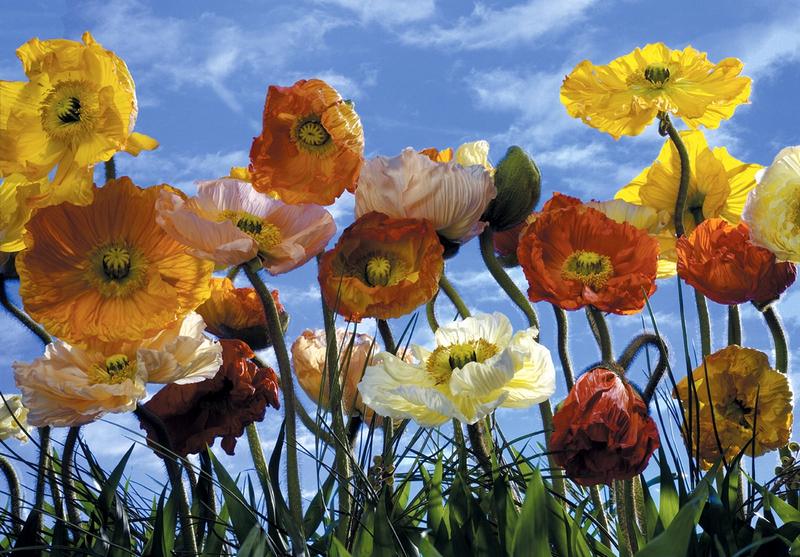 Mohnblumen, Poppy, Sommerfeeling - bei Klick zurck zur Motivbersicht