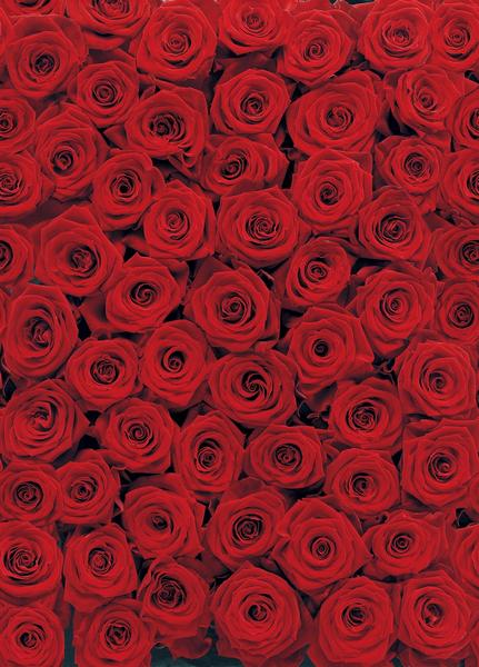 Rosen, ein Traum in Rot - bei Klick zurück zur Motivübersicht