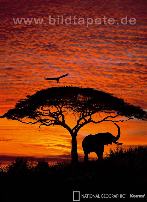 AFRICAN SUNSET - wilde Silhouetten vor leuchtendem Himmel Afrikas - bei Klick zurück zur Motivübersicht