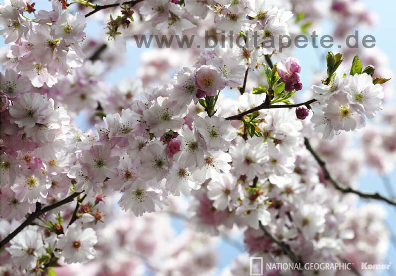 SPRING, Cherrytree, Kirschblte im Frhjahr - bei Klick zurck zur Motivbersicht