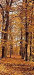 Türtapete Herbstwald - bei Klick Artikelbeschreibung