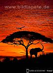 Fototapete AFRICAN SUNSET - wilde Silhouetten vor leuchtendem Himmel Afrikas - bei Klick Artikelbeschreibung