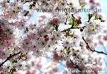 Fototapete SPRING, Kirschblüte im Frühjahr - bei Klick Artikelbeschreibung
