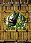 Fototapete TREEHOUSE, eine Hommage an die Anthropologin Jane Goodall, Schimpanse vor dem Fenster - bei Klick Artikelbeschreibung