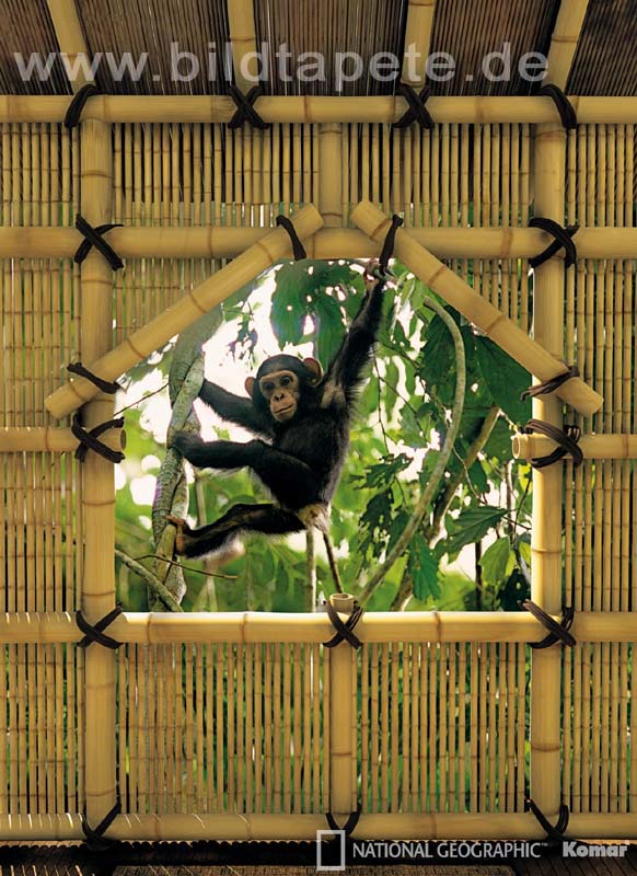 TREEHOUSE, eine Hommage an die Anthropologin Jane Goodall - bei Klick zurck zur Motivbersicht