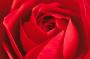 Riesenposter rote Rose