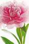 1-00651-pink-peony.jpg