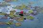 1-00665-waterlilies.jpg