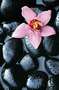 1-00666-stone-orchid.jpg