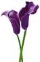 1-00675-purple-callas.jpg