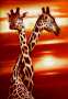 1-00758-giraffe.jpg