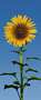 2-00509-sonnenblume.jpg