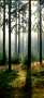 2-97599-wald.jpg