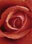 4-00368-rose.jpg