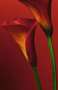 4-00406-rote-lilien.jpg