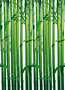 4-00421-green-bambus.jpg