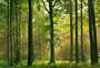 8-00216-hohe-baeume.jpg